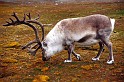Spitsbergen0248